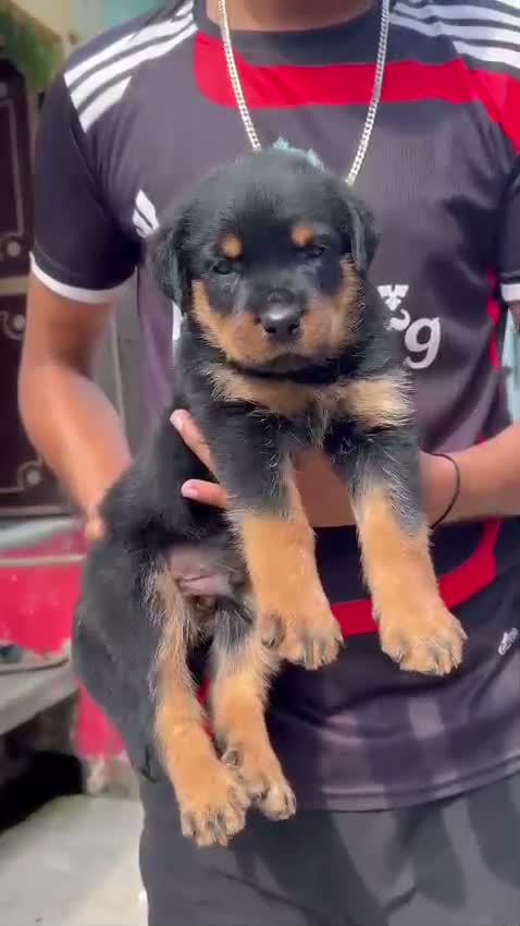 Rottweiler Puppy, farm video