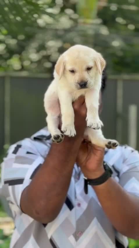 Dachshund Puppy | Brown & Tan, farm video