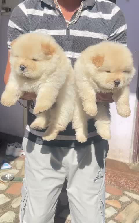 Chow Chow Puppies, farm video