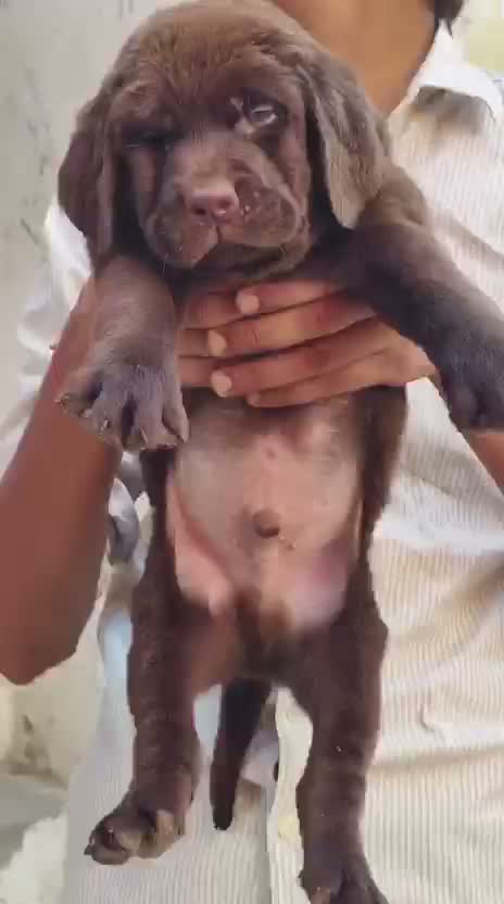 Beagle Black & Tan Puppy, farm video