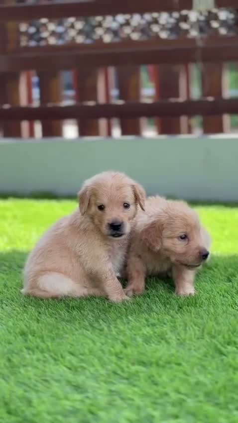 Labrador Retriever Puppy | Fawn Color, farm video