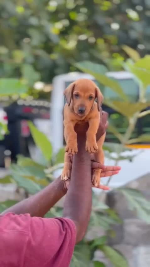 Dachshund Puppy | Brown & Tan, farm video