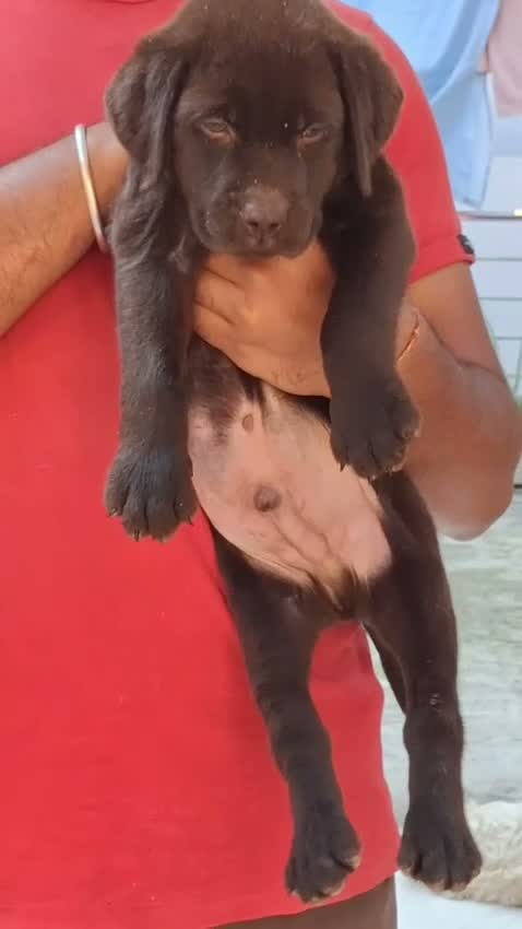 Beagle Black & Tan Puppy, farm video