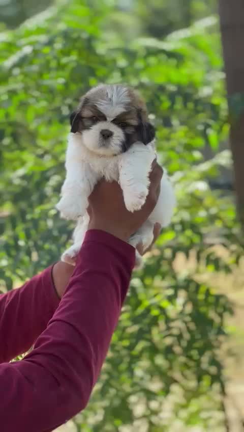 Shih Tzu | Black Color, farm video