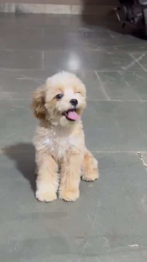 Maltipoo Puppy, farm video