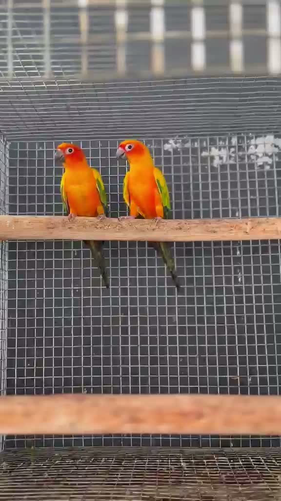 Sun Conure, farm video