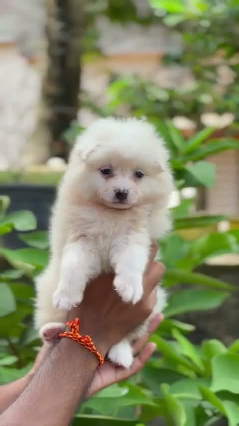 Pomeranian Puppy, farm video