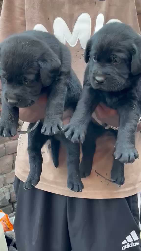 Beagle Black & Tan Puppy, farm video