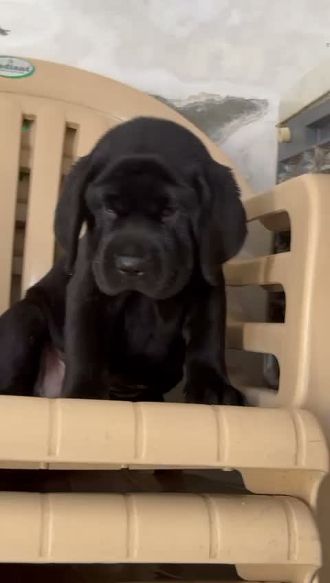 Beagle Black & Tan Puppy, farm video