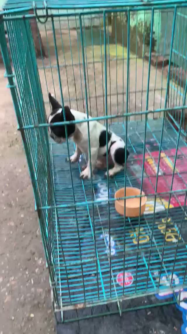 French Bulldog Puppy, farm video
