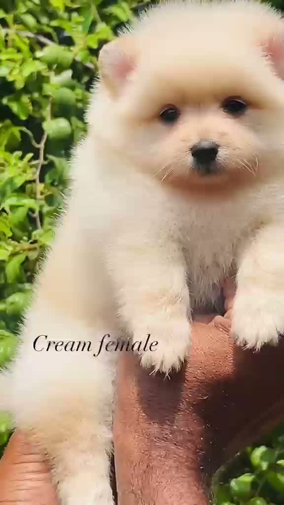 Pomeranian Puppy, farm video