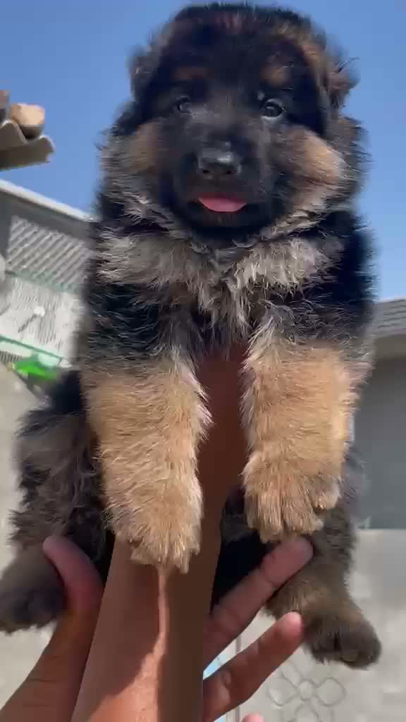 German Shepherd Puppy, farm video