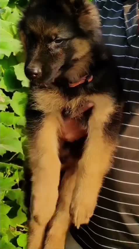 German Shepherd Puppy, farm video