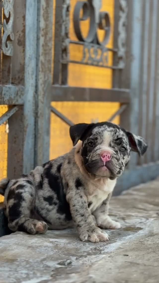 American Bully XXL Size Puppy, farm video