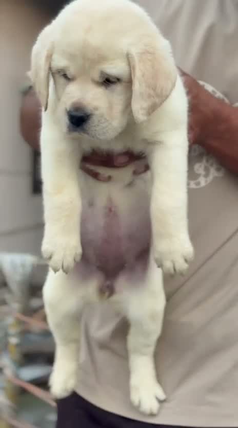 Beagle Black & Tan Puppy, farm video