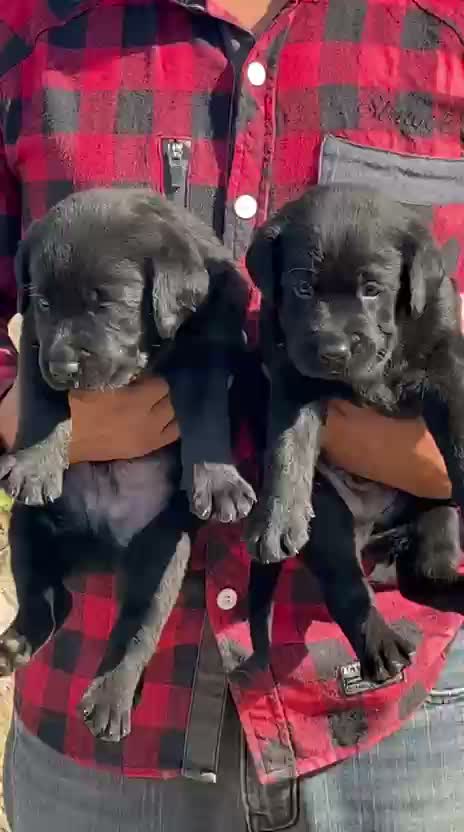 Beagle Black & Tan Puppy, farm video
