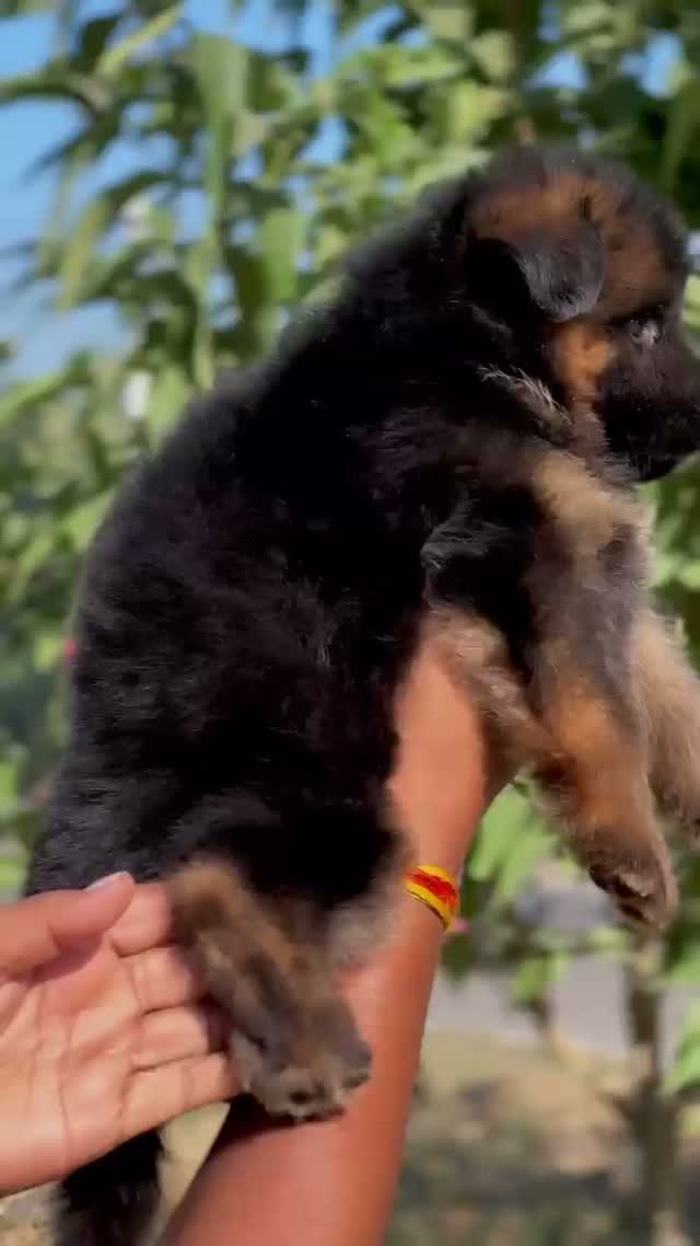 German Shepherd Puppy, farm video