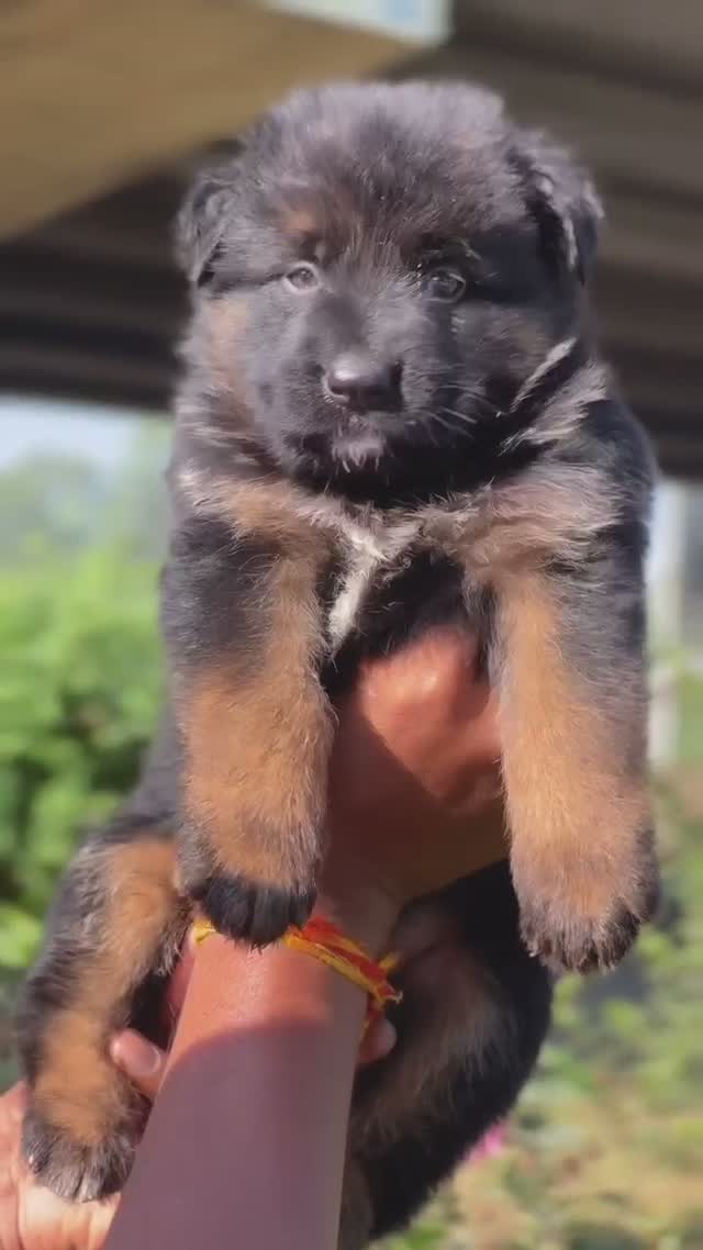 German Shepherd Puppy, farm video