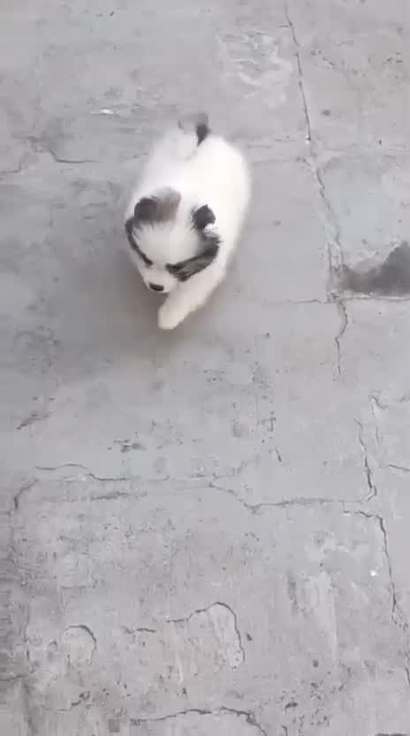 Pomeranian Puppy, farm video