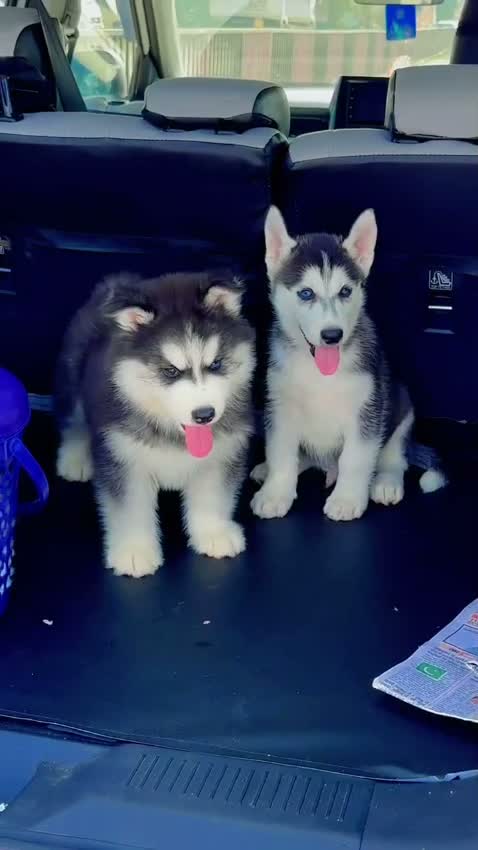 Siberian Husky Puppy | Black & White Color, farm video