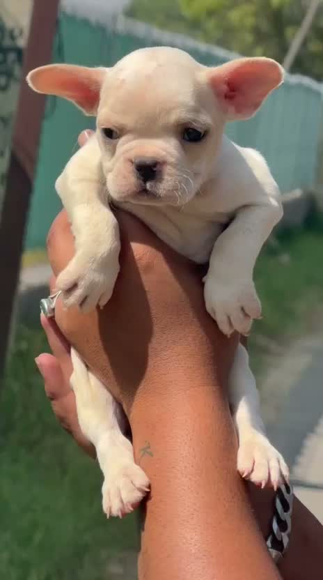 French Bulldog Puppy, farm video