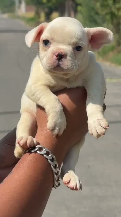 French Bulldog Puppy, farm video