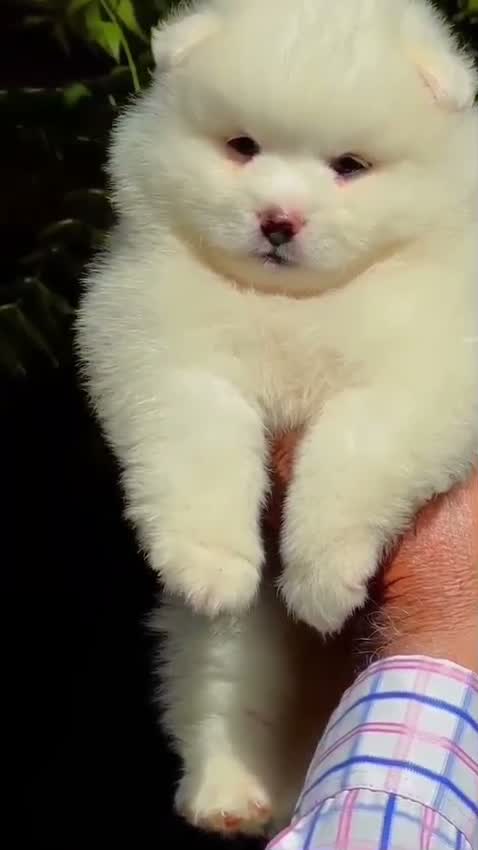 Pomeranian Puppy, farm video