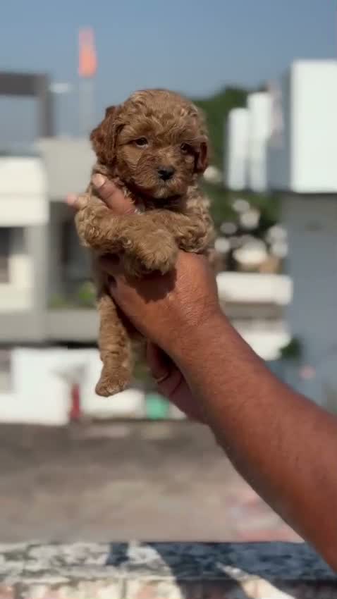 Standard Poodle Puppy, farm video