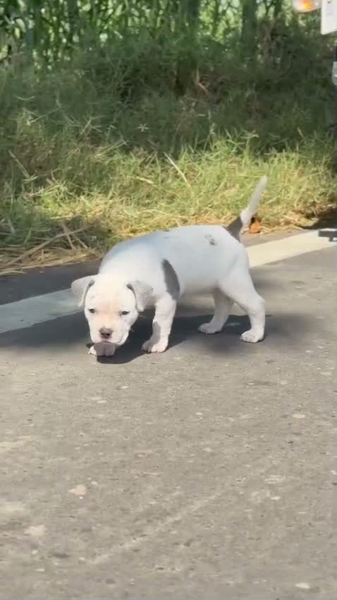 American Bully XXL Size Puppy, farm video
