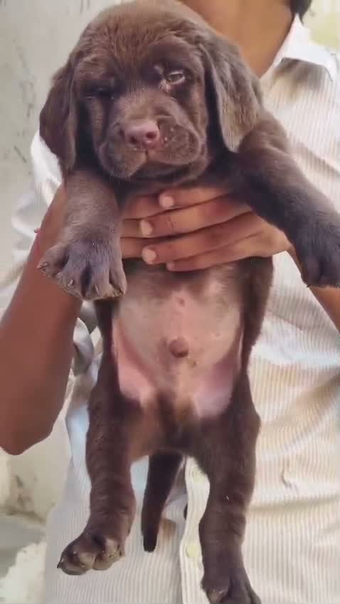 Beagle Black & Tan Puppy, farm video