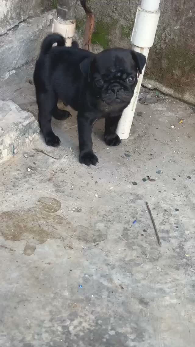 Pug Puppy, farm video