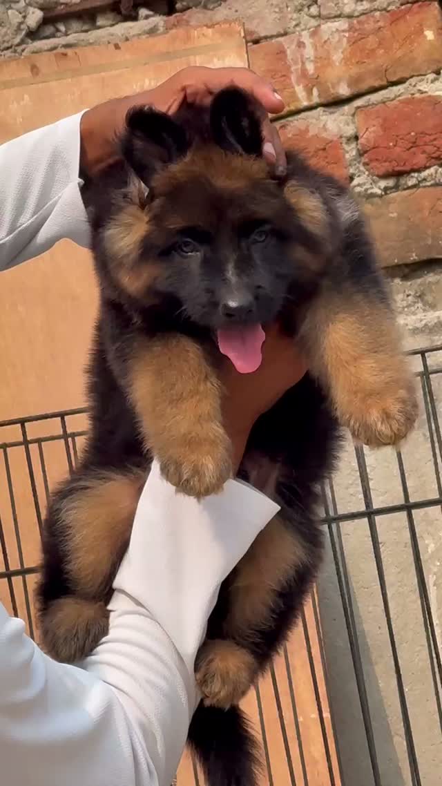 German Shepherd Puppy, farm video