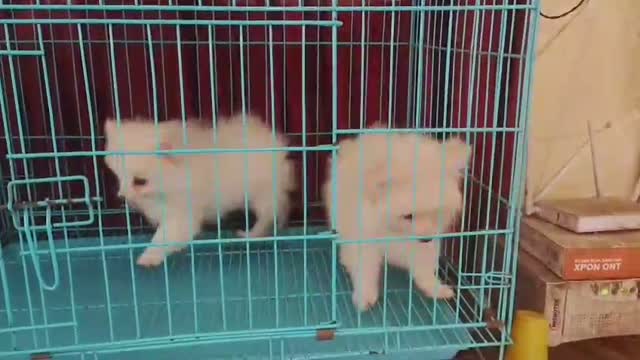 Toy Poodle Puppy, farm video