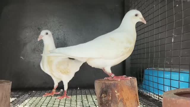 Homer Pigeon, farm video