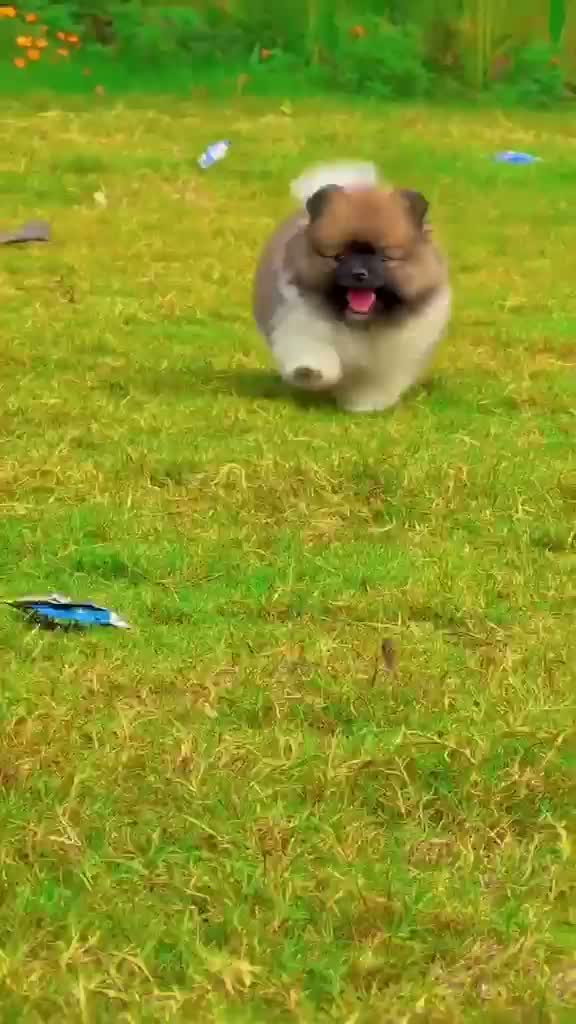 Toy Poodle Puppy, farm video
