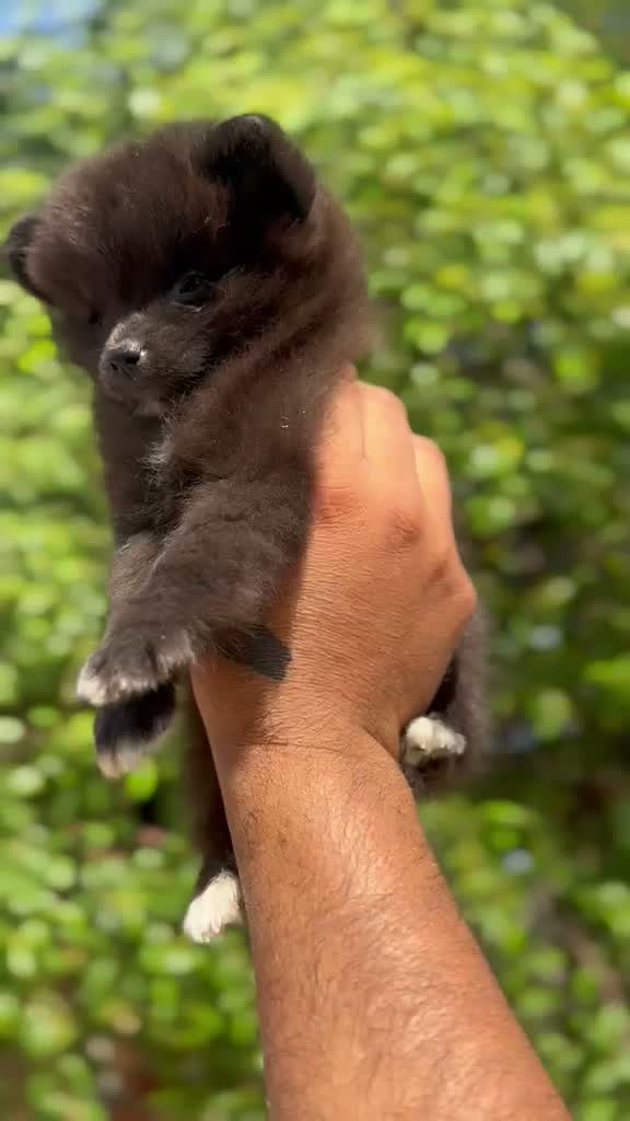 Pomeranian Puppy, farm video