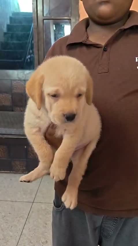 Beagle Black & Tan Puppy, farm video