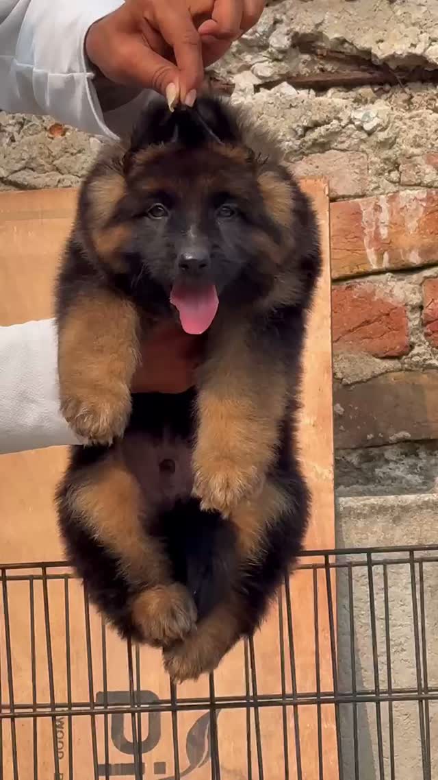German Shepherd Puppy, farm video