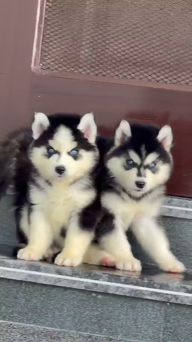 Siberian Husky Puppy | Black & White Color, farm video