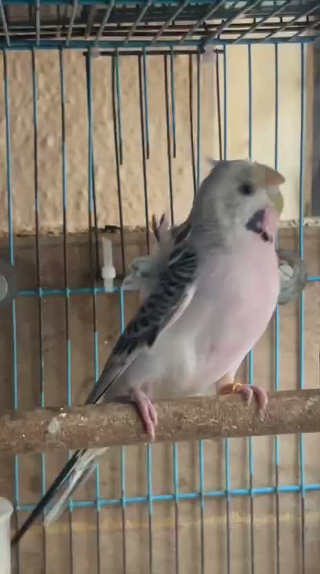 Homer Pigeon, farm video