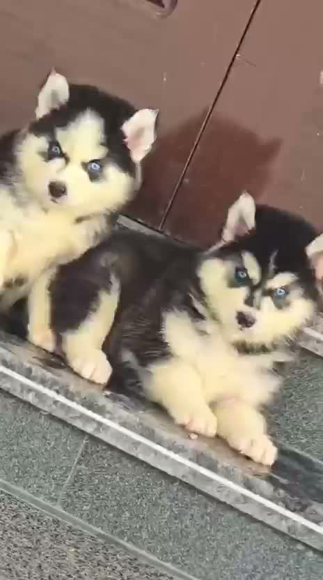Siberian Husky Puppy | Black & White Color, farm video