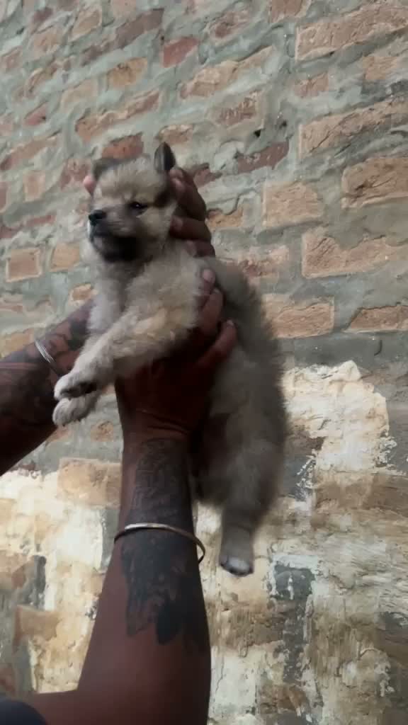 Pomeranian Puppy, farm video