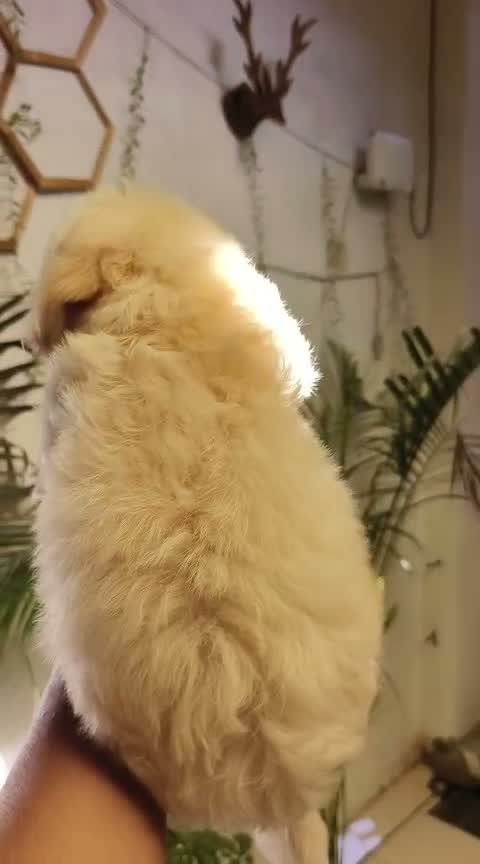 Maltipoo Puppy, farm video