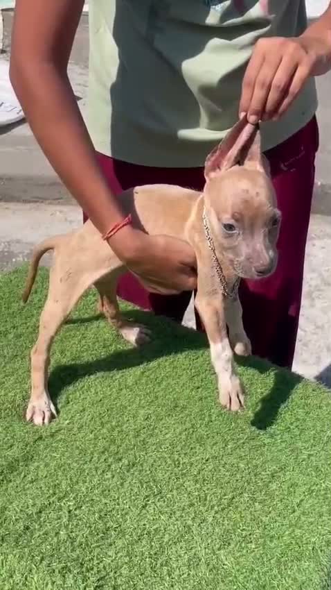 Dachshund Puppy | Brown & Tan, farm video