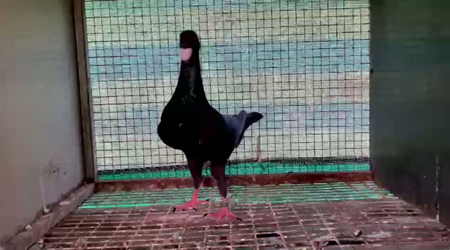 Mukki Pigeon, farm video