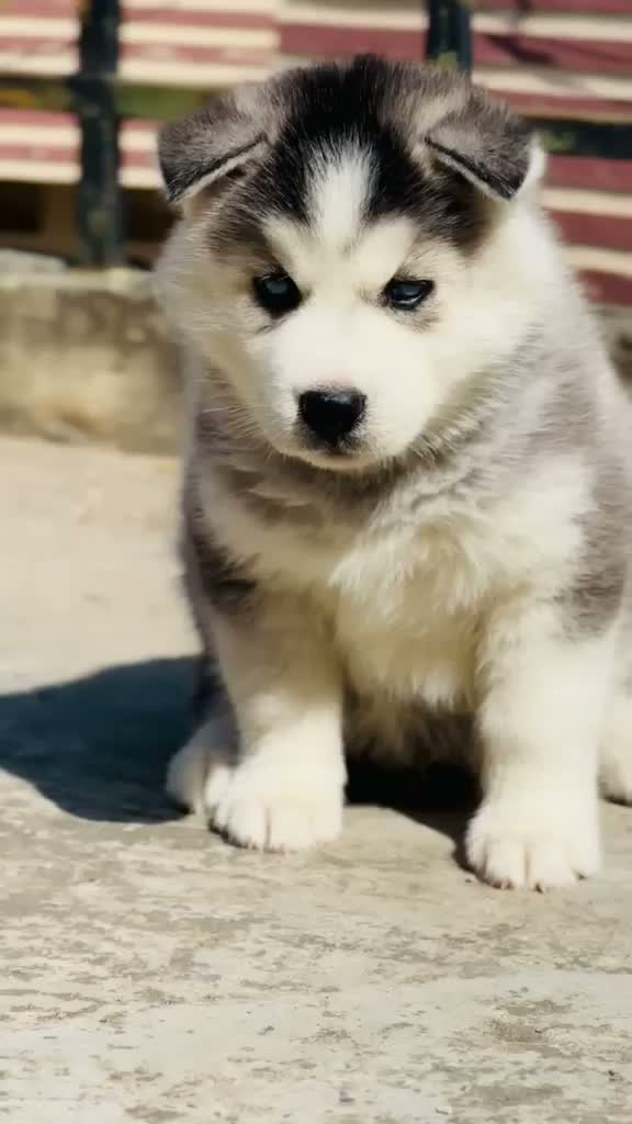Siberian Husky Puppy | Black & White Color, farm video
