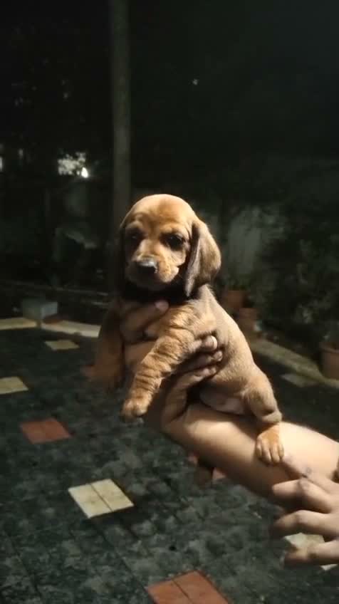 Dachshund Puppy | Brown & Tan, farm video