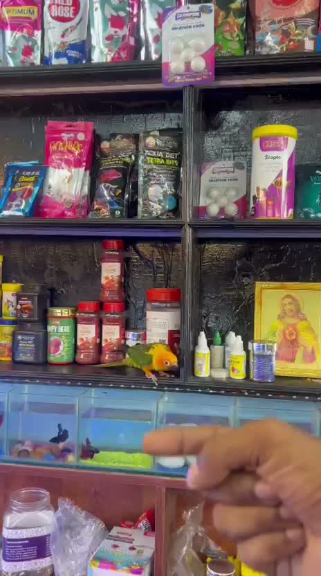 Sun Conure, farm video