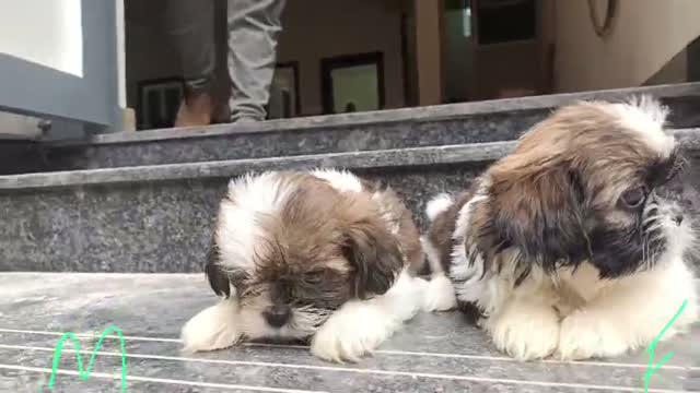 Shih Tzu | Black Color, farm video