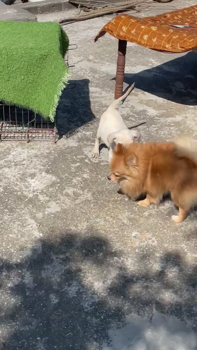 Beagle Black & Tan Puppy, farm video